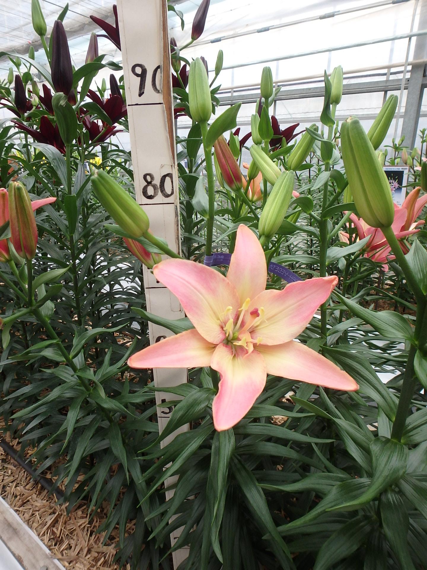 ダブルトラブル(花粉無し）